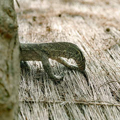 Varanus niloticus