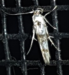 Anatrachyntis rileyi