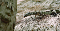 Varanus niloticus