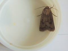 Hoplodrina octogenaria