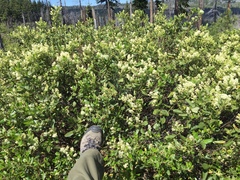 Ceanothus velutinus velutinus