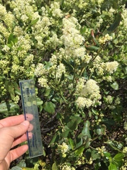 Ceanothus velutinus velutinus