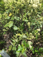 Ceanothus velutinus velutinus