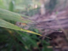 Pseudagrion pruinosum