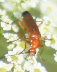 Rhagonycha fulva