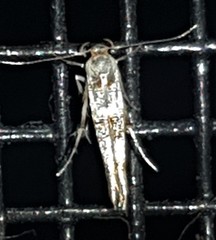 Anatrachyntis rileyi