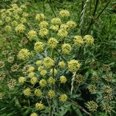 Angelica archangelica