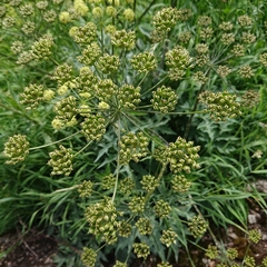 Angelica archangelica
