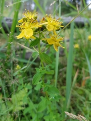 Hypericum maculatum