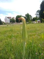 Tragopogon pratensis