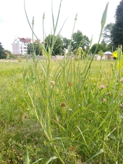 Tragopogon pratensis