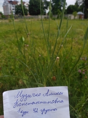 Tragopogon pratensis