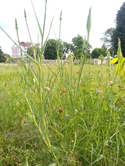 Tragopogon pratensis