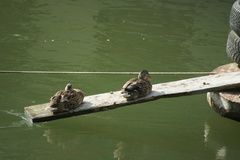 Anas platyrhynchos