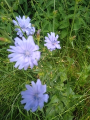 Cichorium intybus