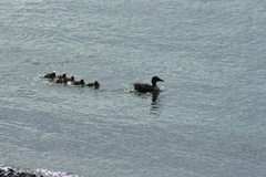 Anas platyrhynchos