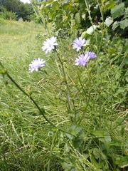 Cichorium intybus