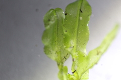 Symphyogyna podophylla