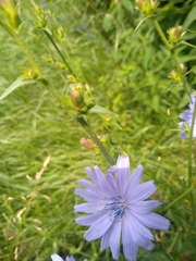 Cichorium intybus