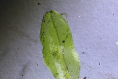Symphyogyna podophylla