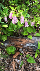 Campanula punctata