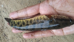 Channa punctata