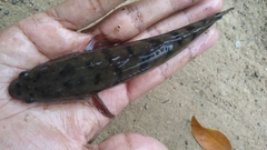Channa punctata