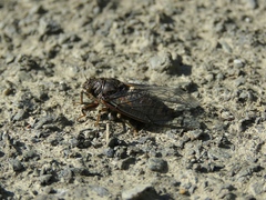 Cicadetta montana