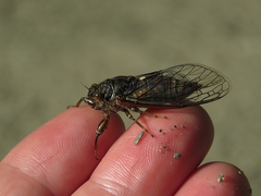 Cicadetta montana