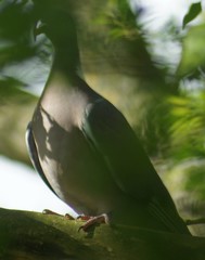 Columba palumbus