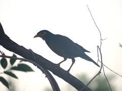 Acridotheres tristis