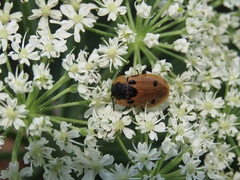 Dendroxena quadrimaculata