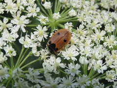 Dendroxena quadrimaculata