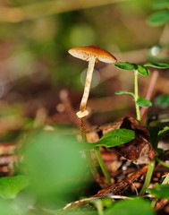 Conocybe filaris