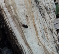 Lucidota atra