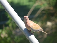 Streptopelia senegalensis