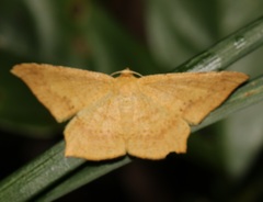 Krananda falcata