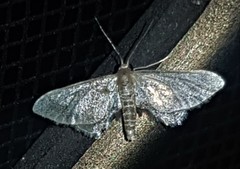 Idaea trypheropa