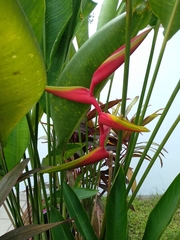 Heliconia × rauliniana