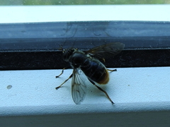 Blera fallax