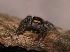 Saitis virgatus