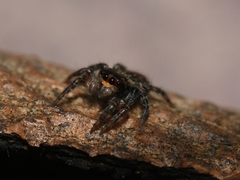 Saitis virgatus