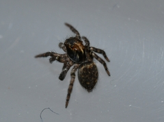 Saitis virgatus
