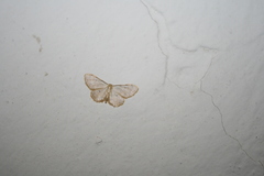 Idaea politaria