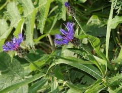 Centaurea triumfettii