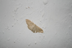 Idaea deversaria
