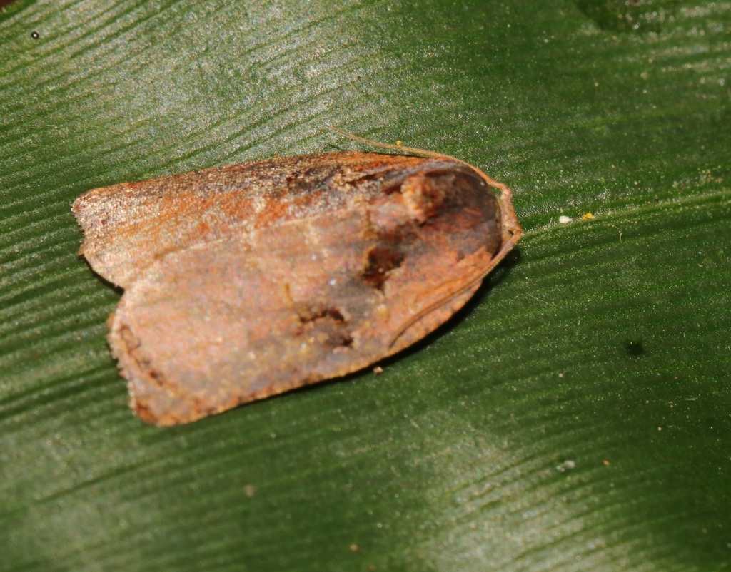 Homona eductana