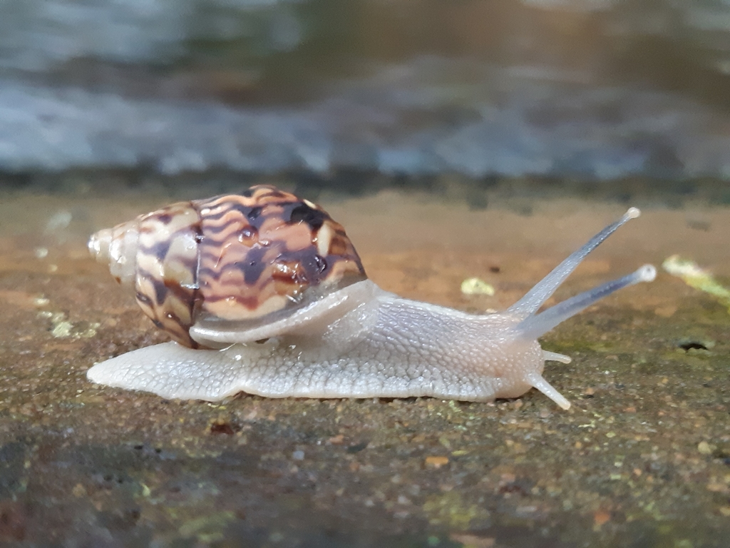 Orthalicus pulchellus
