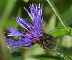 Centaurea triumfettii