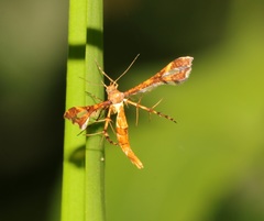 Xyroptila oenophanes